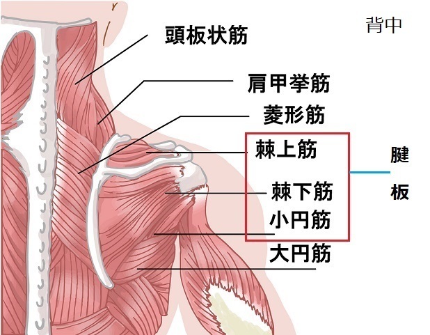 腱 板 断裂